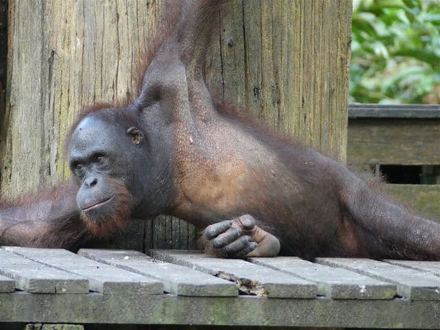 Borneo: Wildlife, Culture and Island retreat