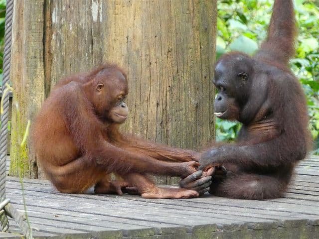 Borneo: Wildlife, Culture and Island retreat