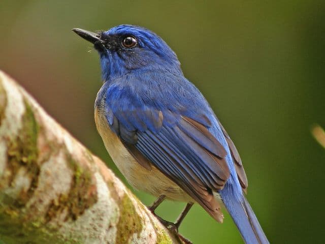 Borneo: Wildlife, Culture and Island retreat