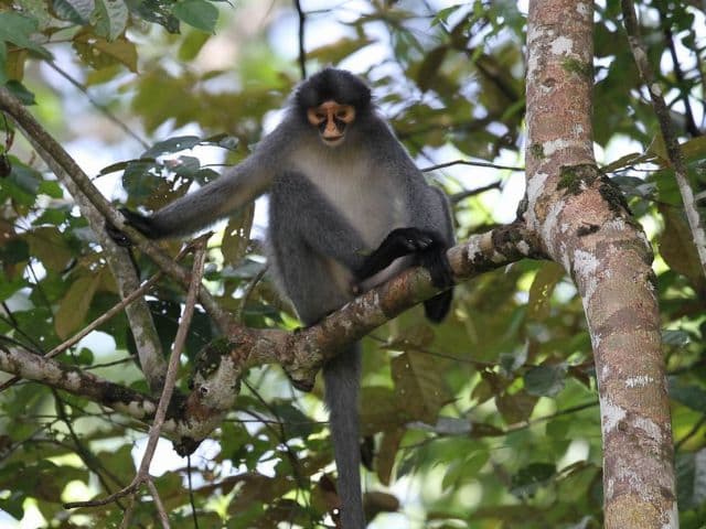 Borneo: Wildlife, Culture and Island retreat