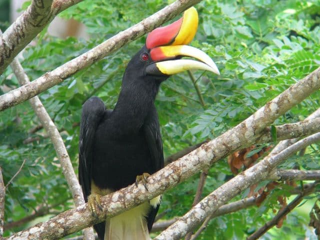 Borneo: Wildlife, Culture and Island retreat