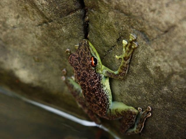 Borneo: Wildlife, Culture and Island retreat