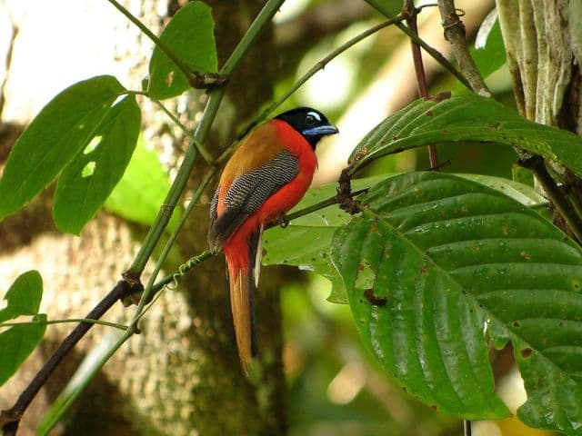 Borneo: Wildlife, Culture and Island retreat