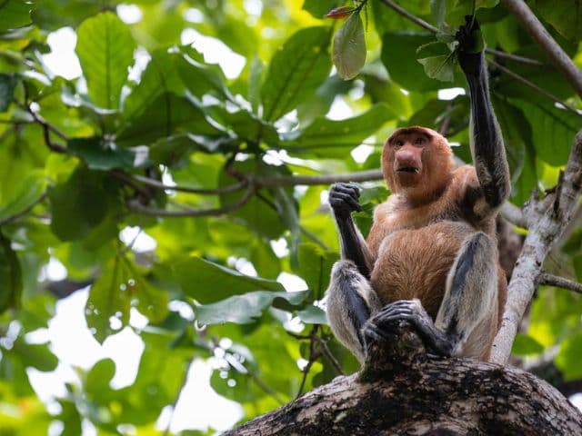 Borneo: Wildlife, Culture and Island retreat