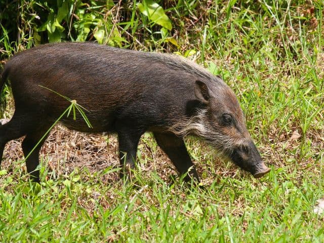 Borneo: Wildlife, Culture and Island retreat