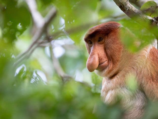 Borneo: Wildlife, Culture and Island retreat