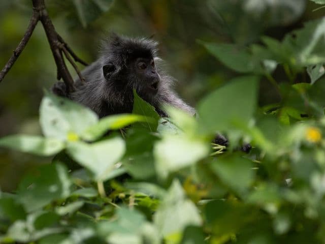 Borneo: Wildlife, Culture and Island retreat