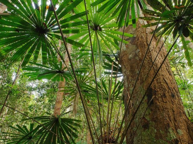 Borneo: Wildlife, Culture and Island retreat