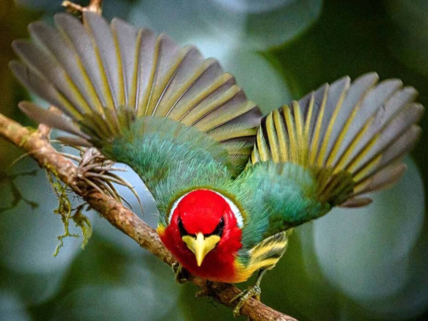 Birdwatching in San Felipe Reserve