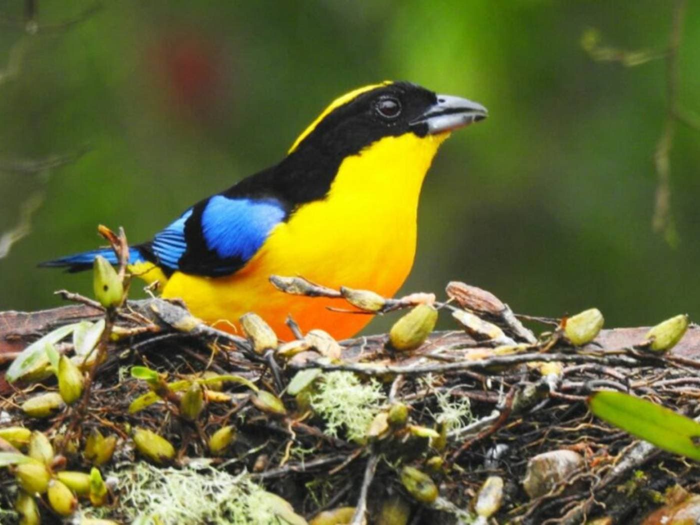 Birdwatching in San Felipe Reserve