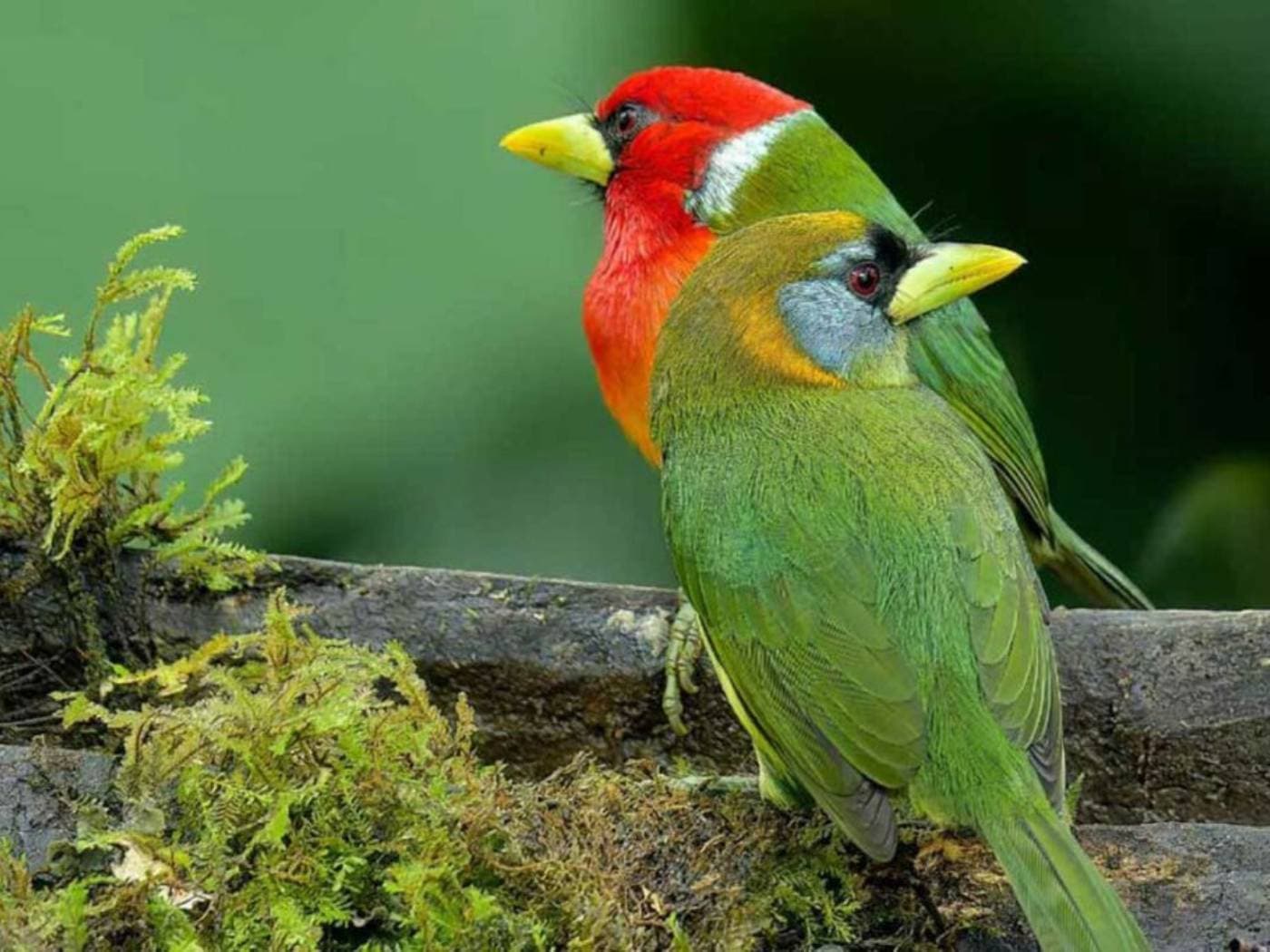 Birdwatching in San Felipe Reserve
