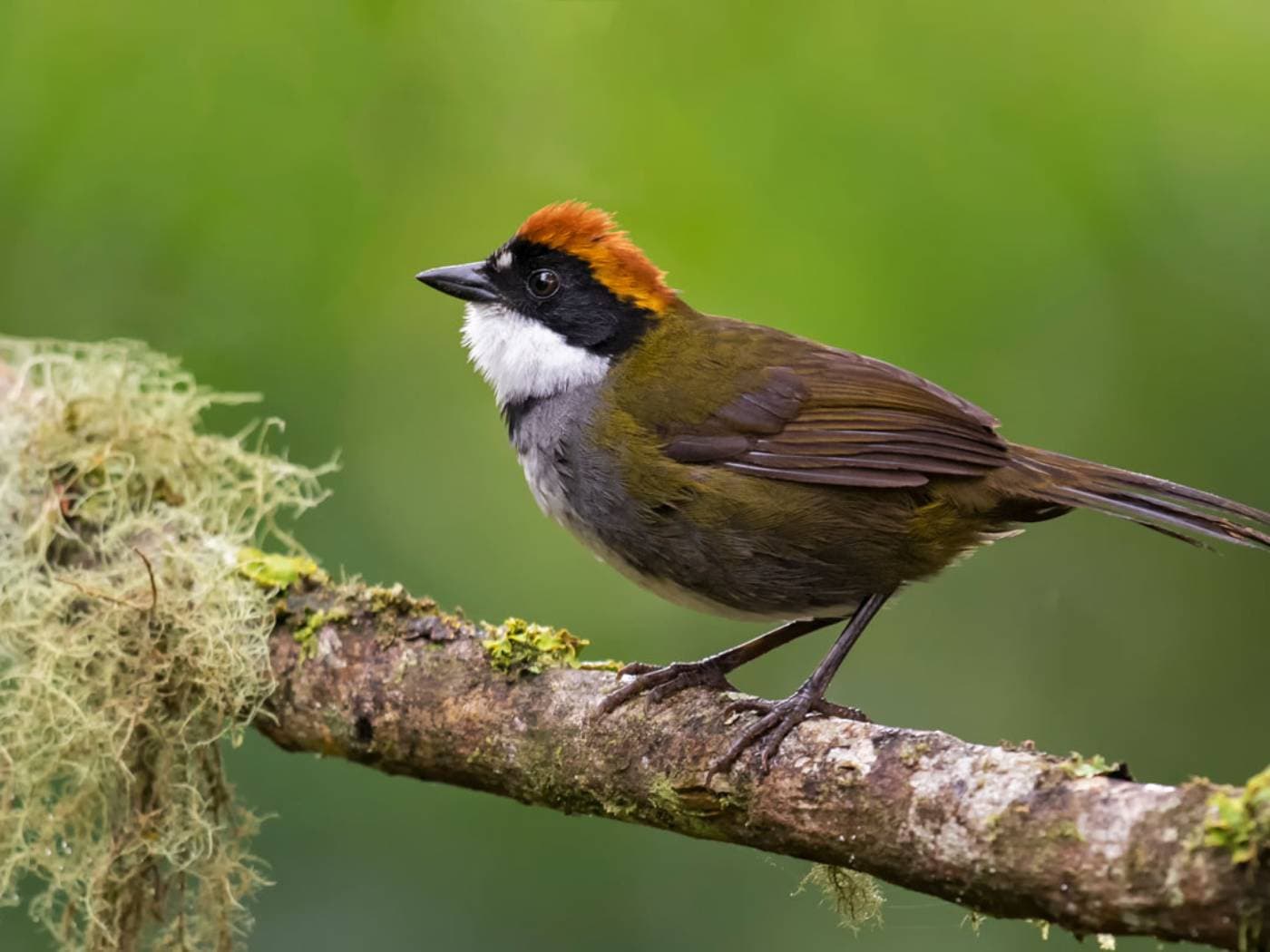 Birdwatching in San Felipe Reserve
