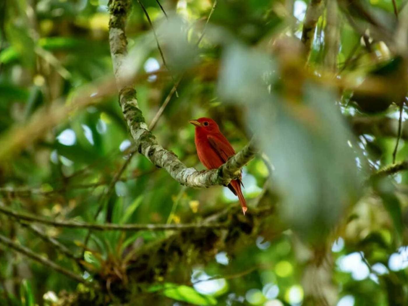 Birdwatching in San Felipe Reserve