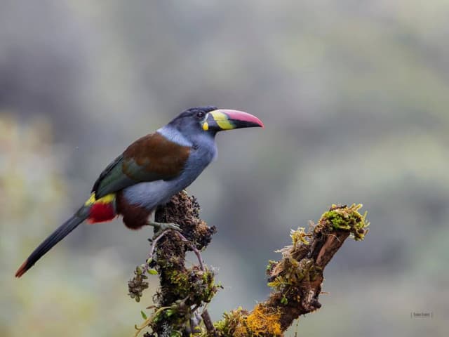 Discover the Hidden Wax Palm Forests of La Carbonera