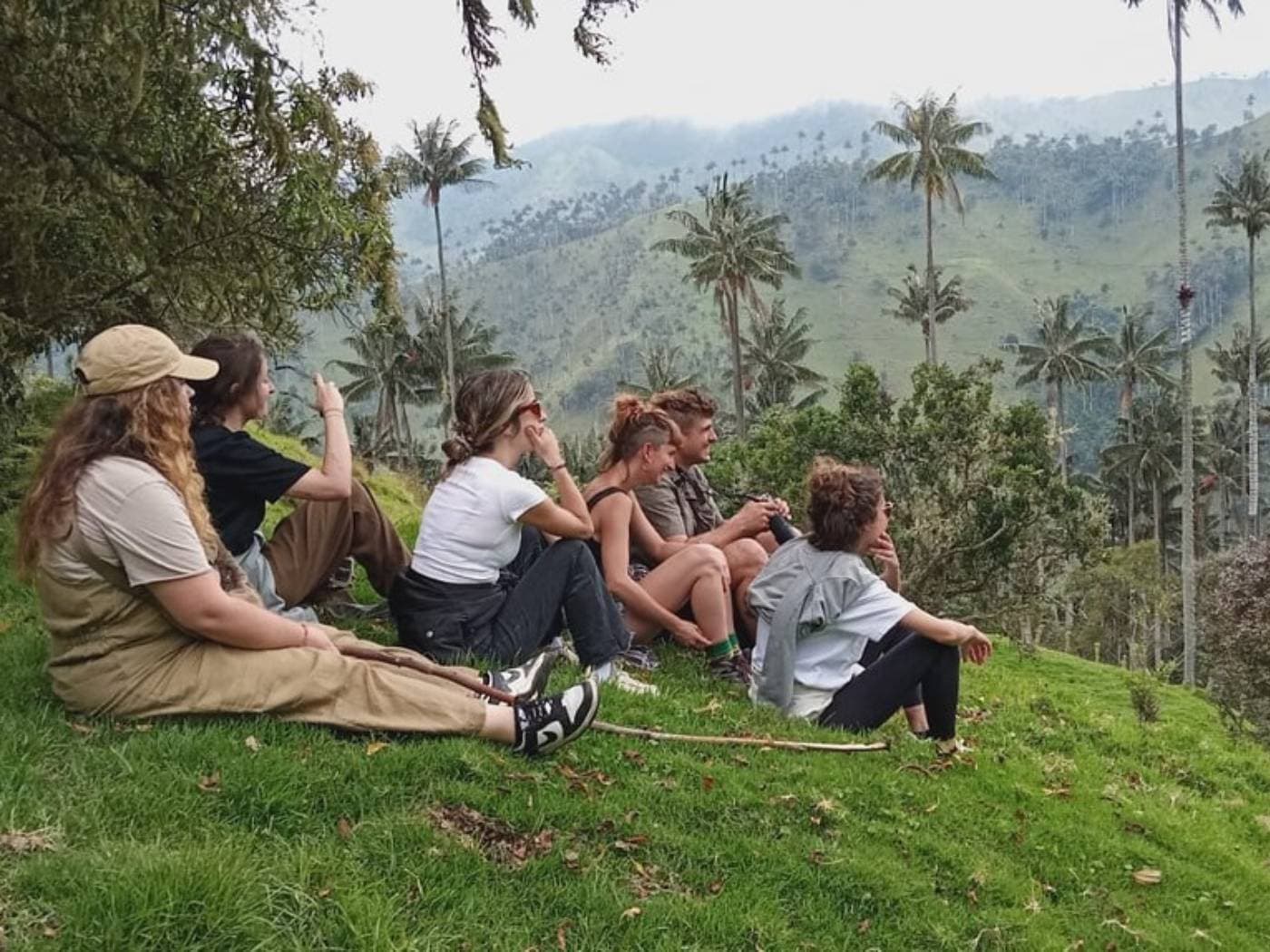 Discover the Hidden Wax Palm Forests of La Carbonera