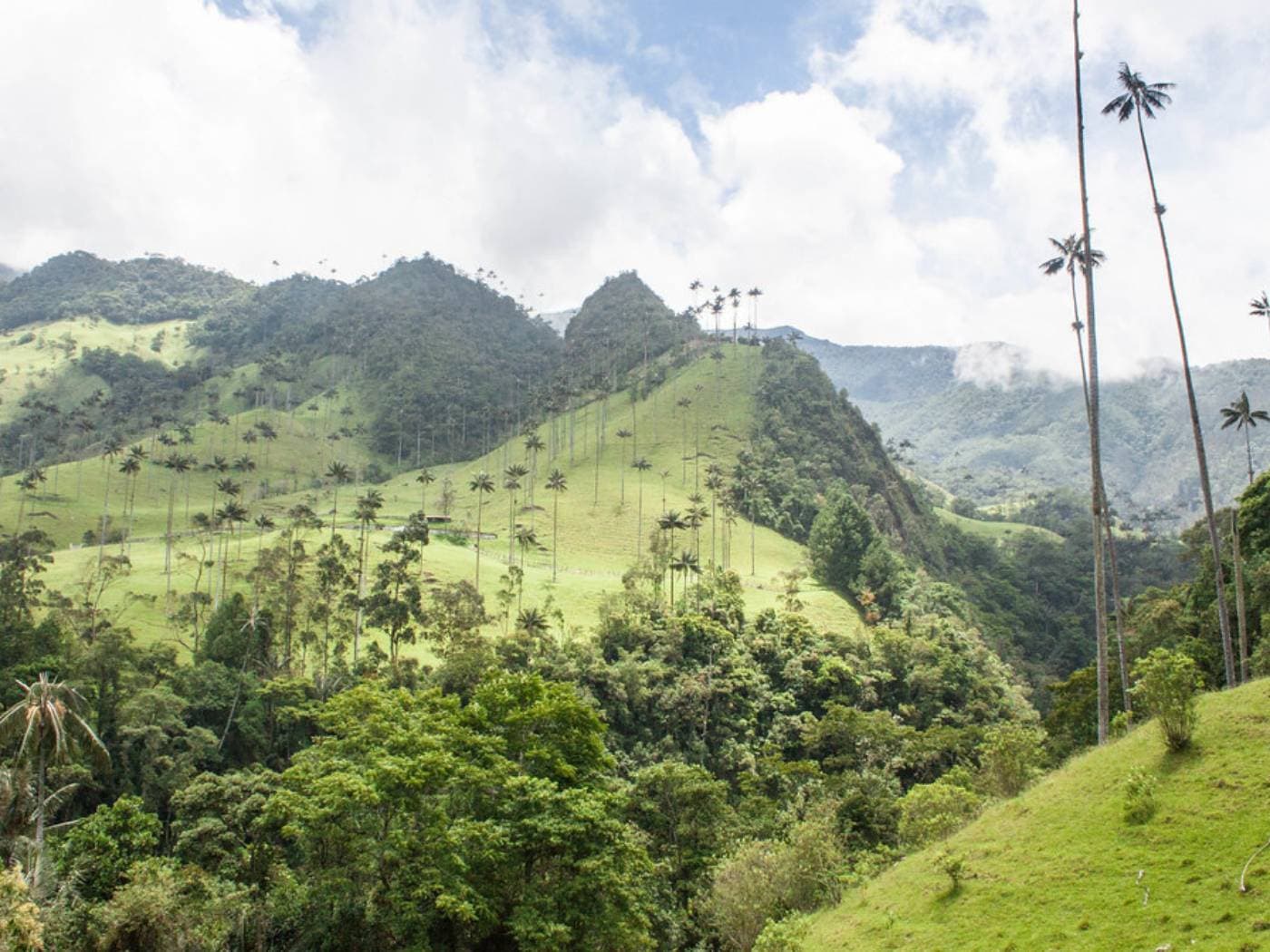 Discover the Hidden Wax Palm Forests of La Carbonera