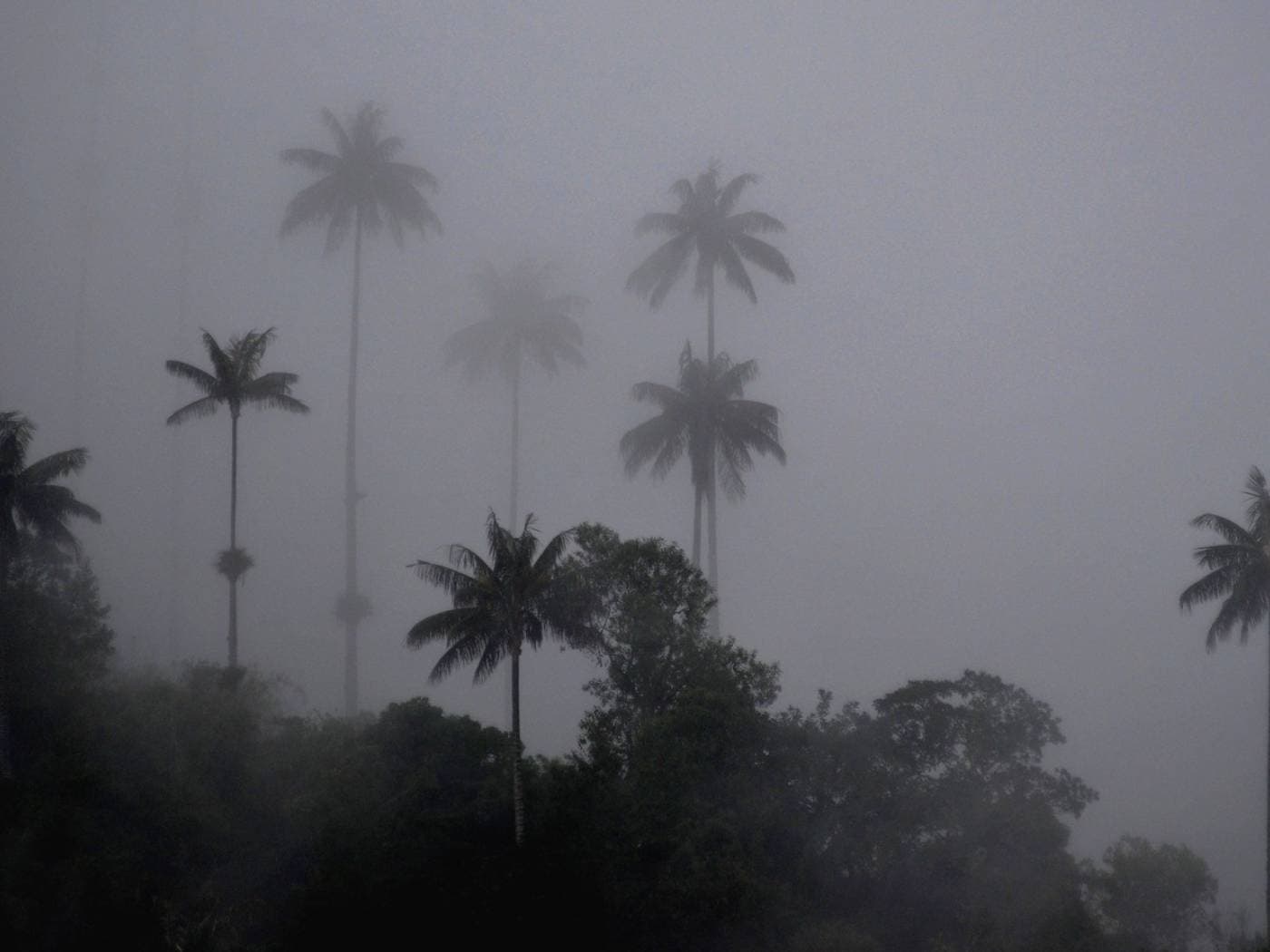 Discover the Hidden Wax Palm Forests of La Carbonera
