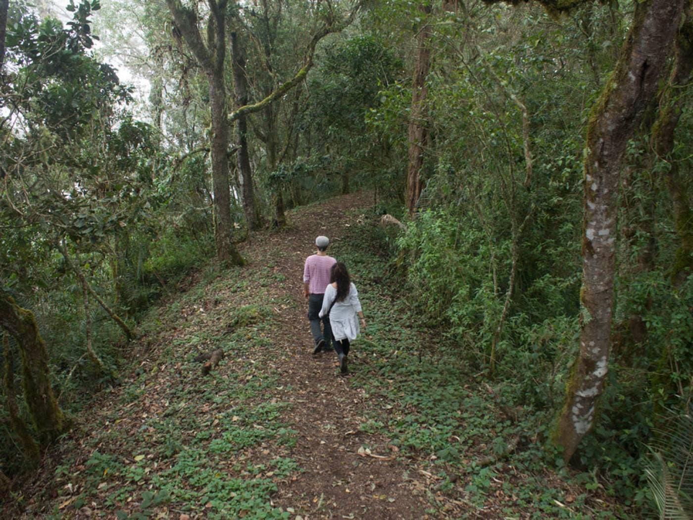 Discover the Hidden Wax Palm Forests of La Carbonera
