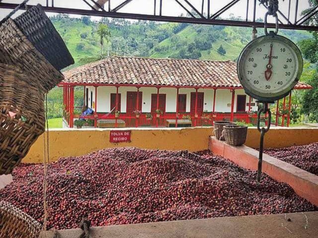 Coffee Farm Experience at Finca El Ocaso, Salento