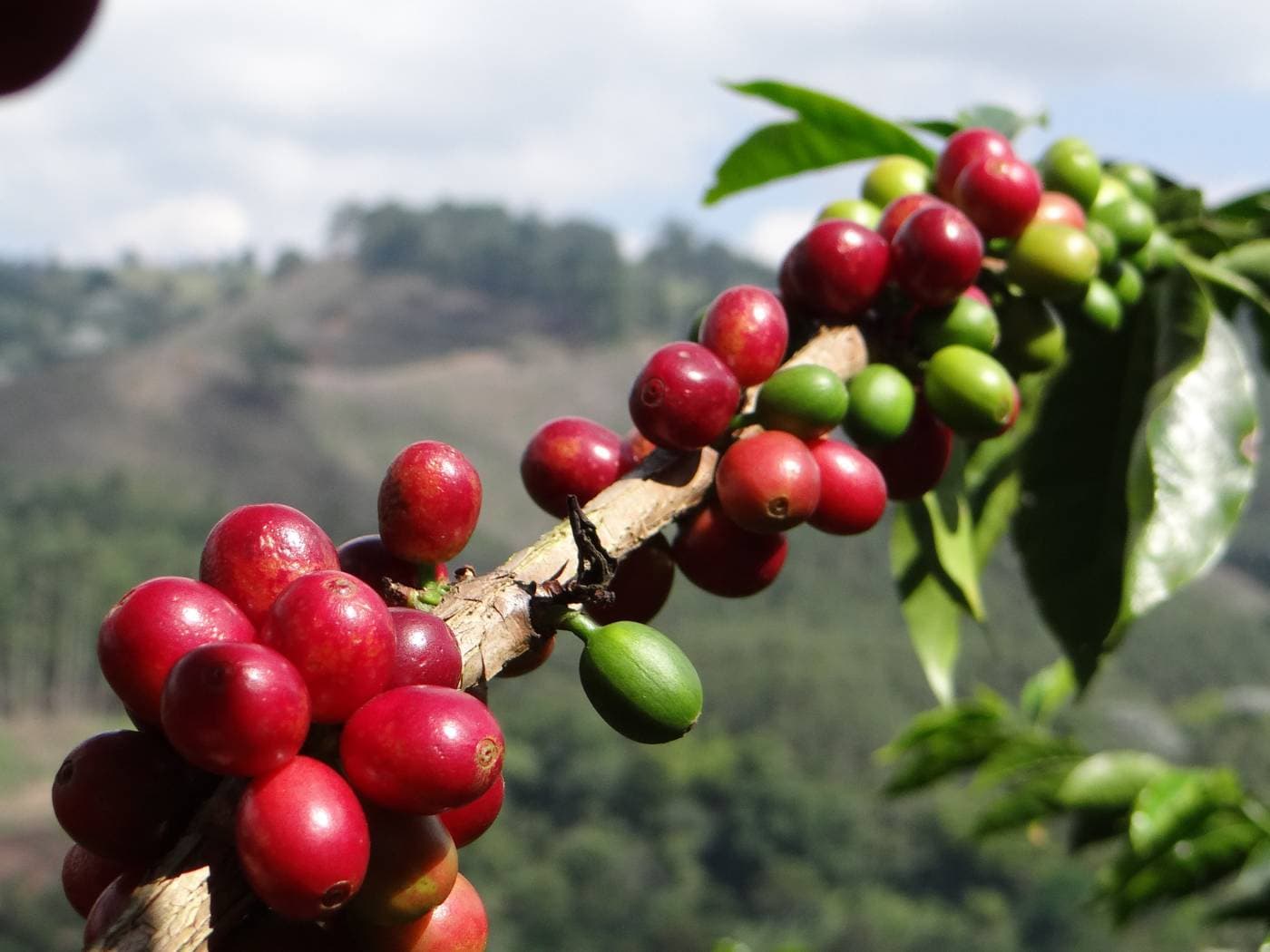 Coffee Farm Experience at Finca El Ocaso, Salento