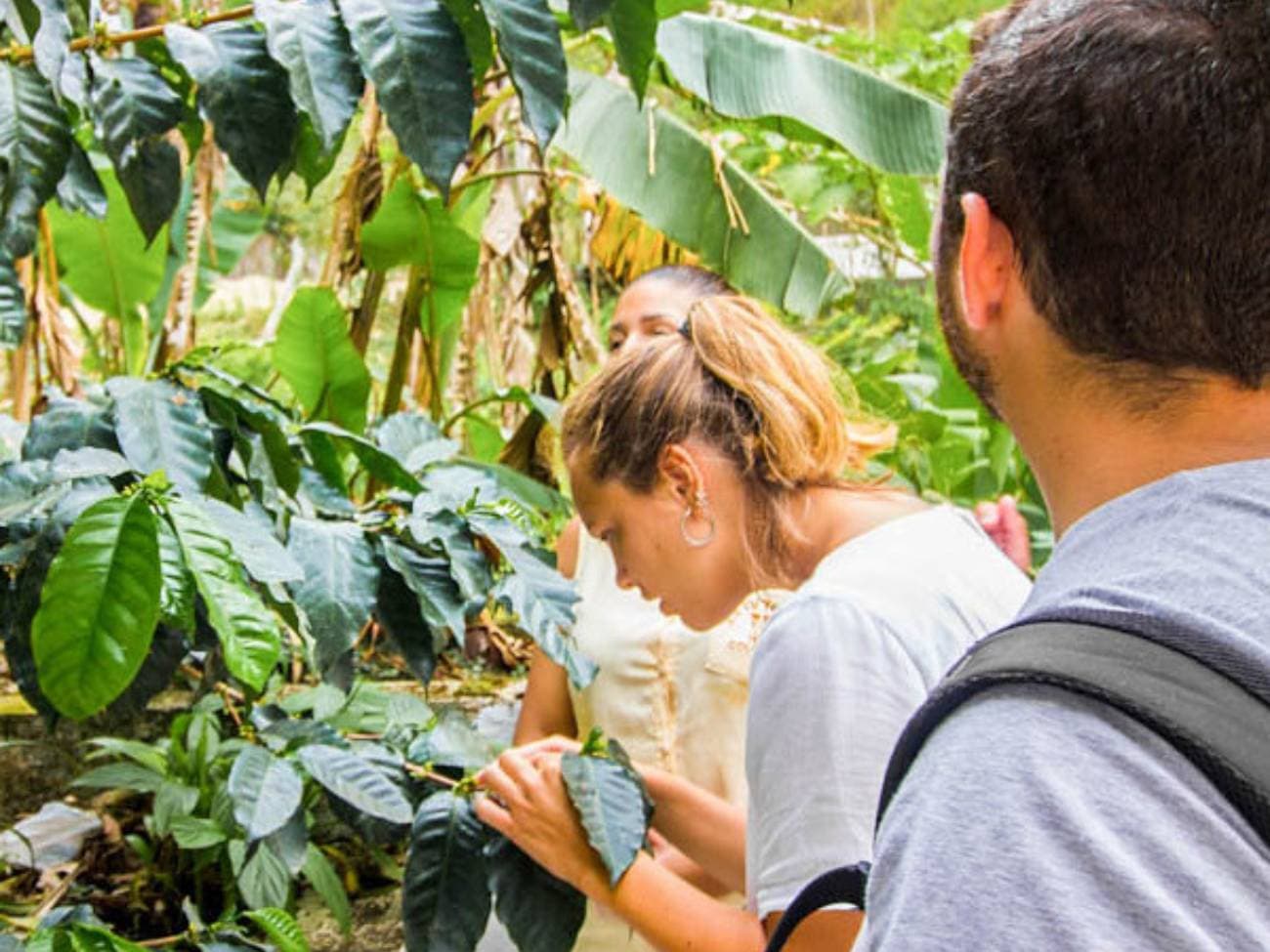 Minca Day Trip with visit to Coffee Farm | Depart from Santa Marta