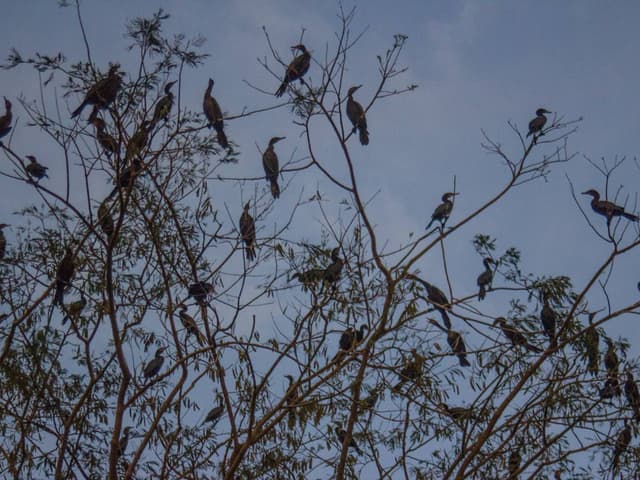 Birdwatching boat tour in Mompox