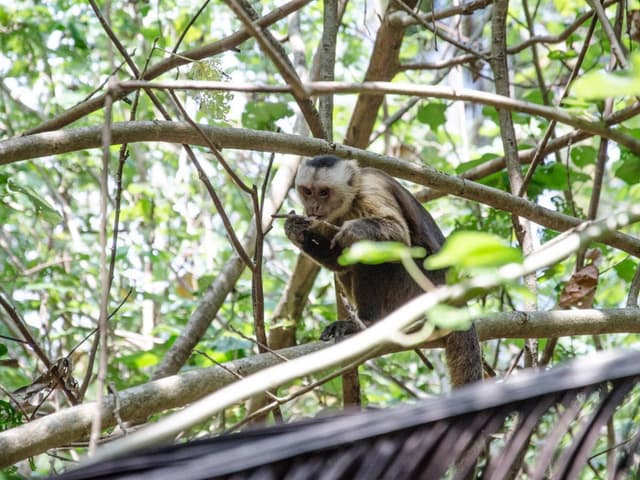 Tayrona park and Trek to Cabo San Juan | Depart from Santa Marta