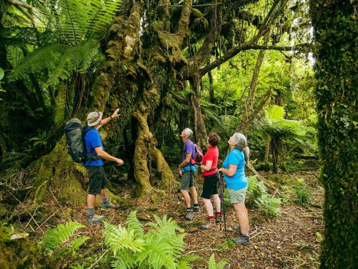 Fox Glacier Nature Tour | Franz Josef