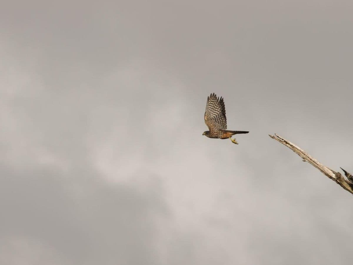Franz Josef Nature Tour