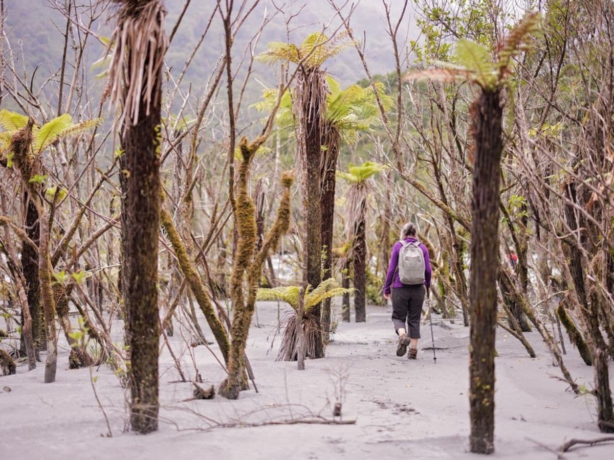 Franz Josef Nature Tour