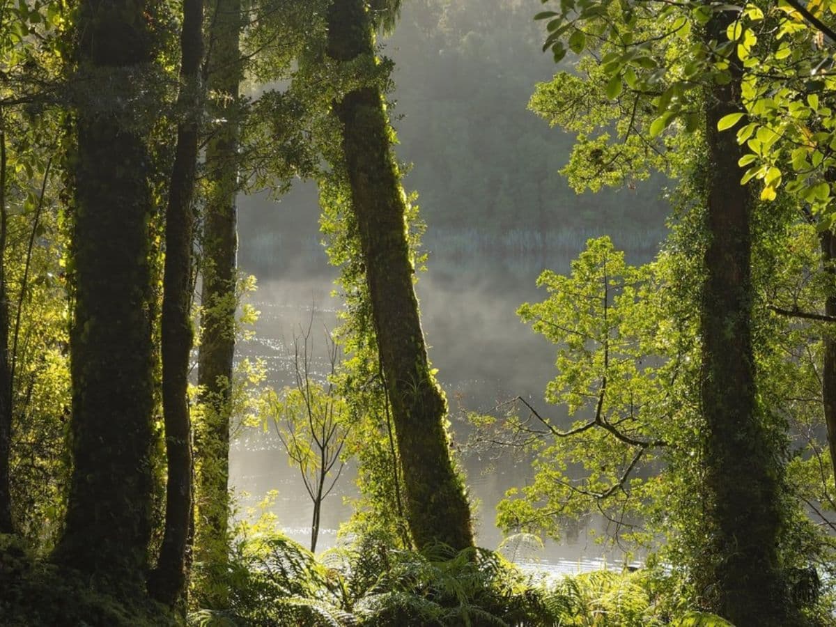 Lake Matheson Nature Tour | Franz Josef