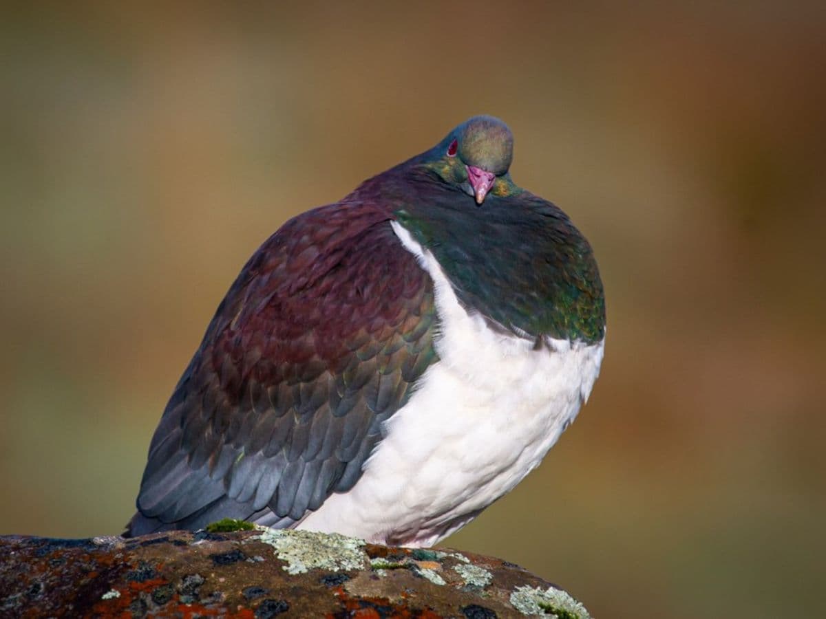 Ōkārito Nature Tour | Franz Josef