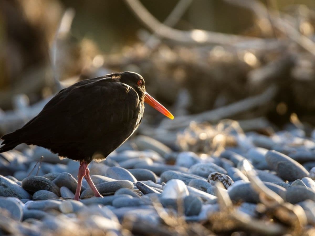 Ōkārito Nature Tour | Franz Josef