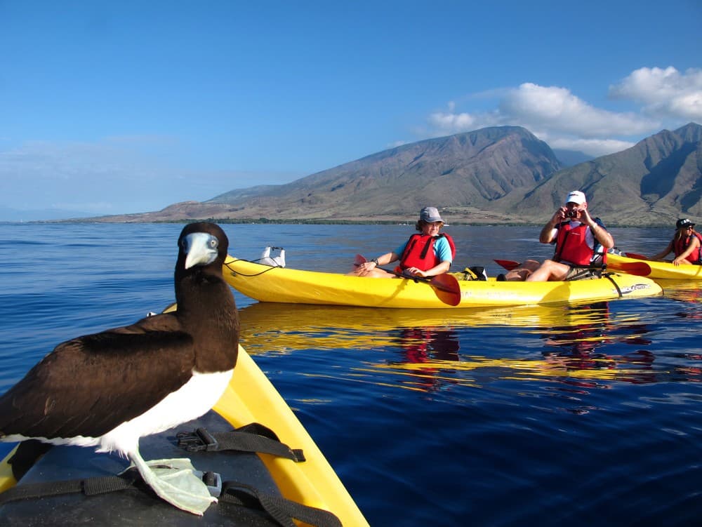 The ultimate Maui Experience