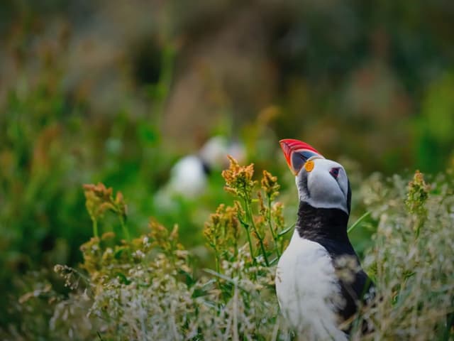 Private South Coast tour | Iceland