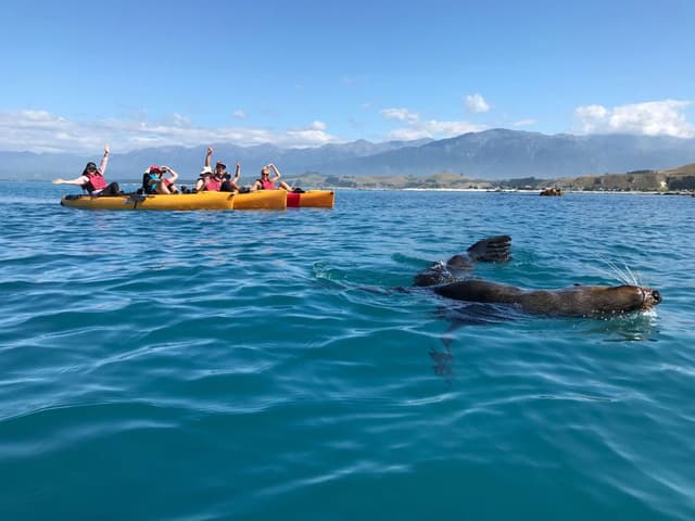 Seal Kayak Tour | Kaikoura