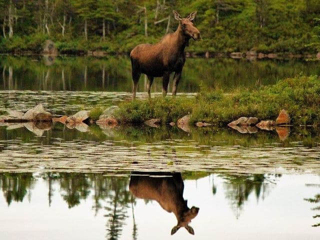 ATV Tour | Newfoundland