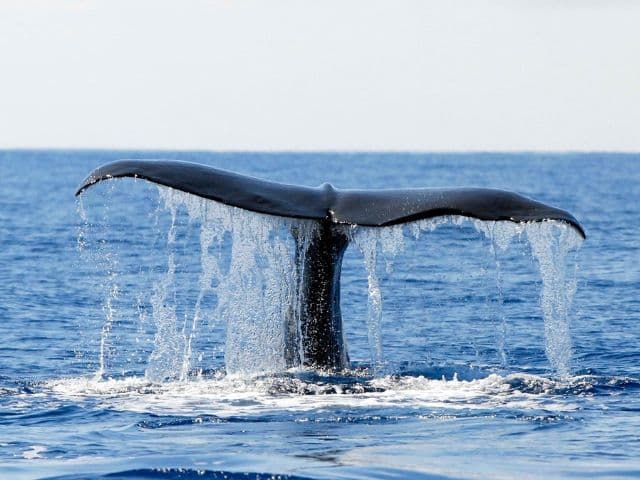 Whale and Dolphin Watching in Pico Island, Azores