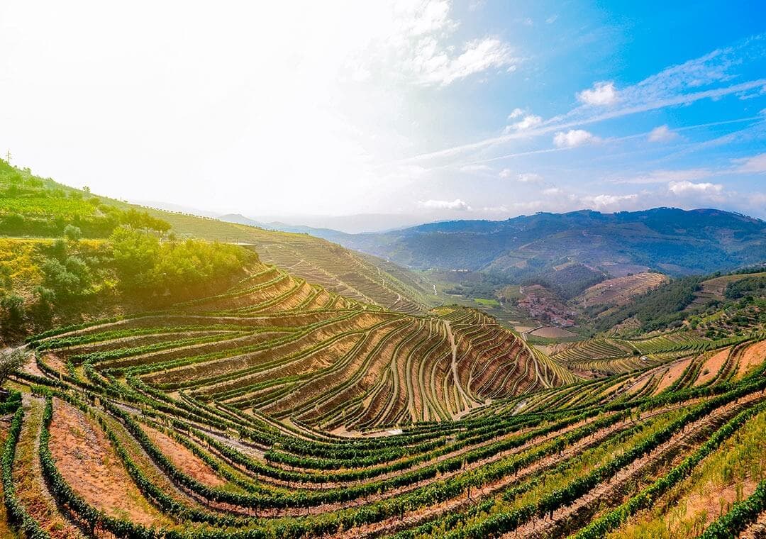 Private Douro Valley Wine Tour: 2 Wine Estates Lunch & River Cruise