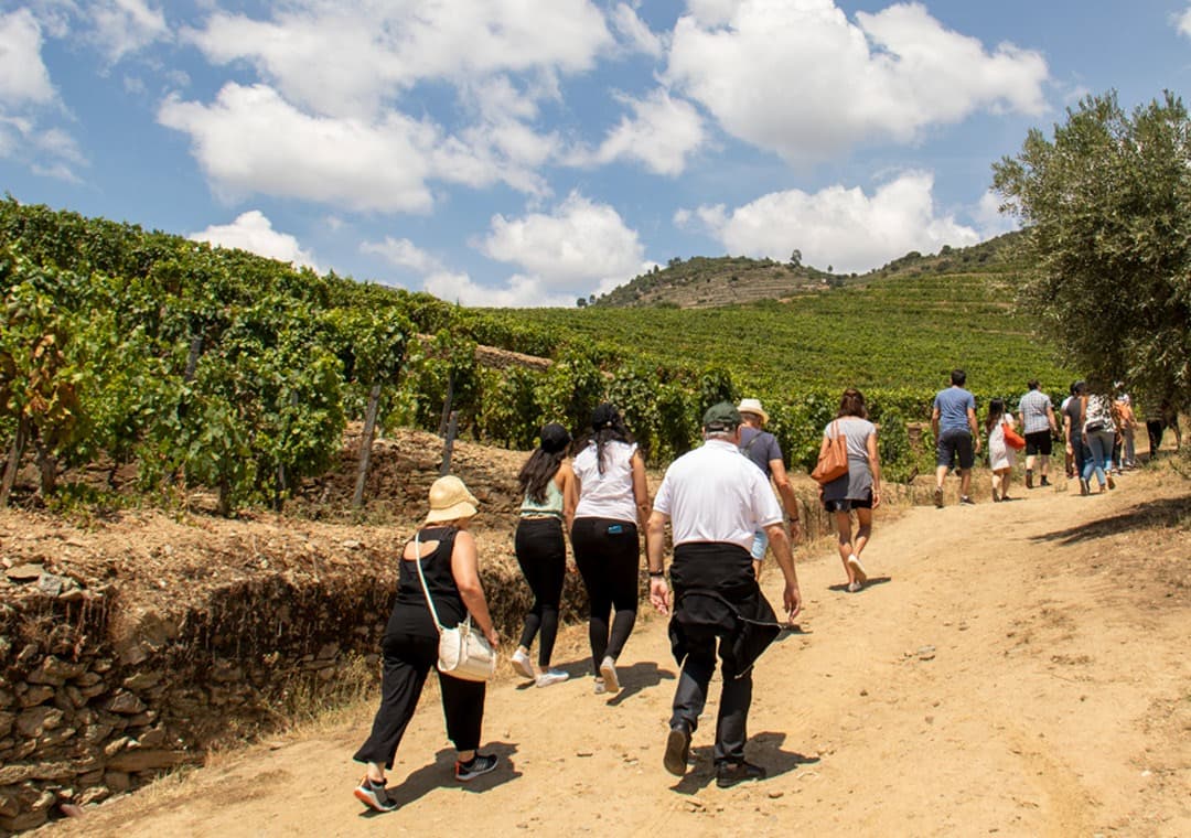 Private Douro Valley Wine Tour: 2 Wine Estates Lunch & River Cruise
