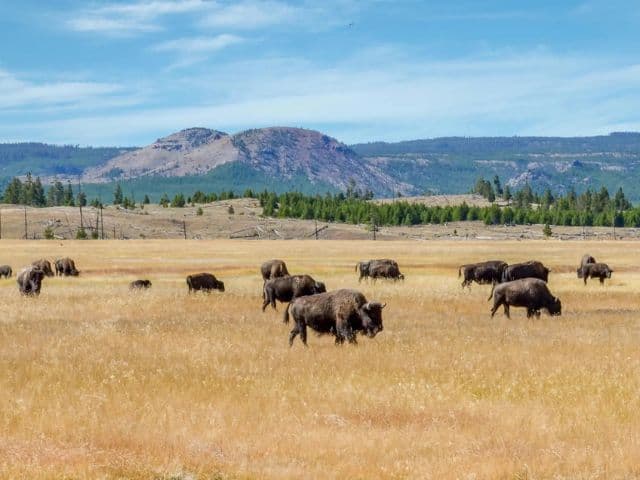 Yellowstone Northern Range Safari Tour from Cody