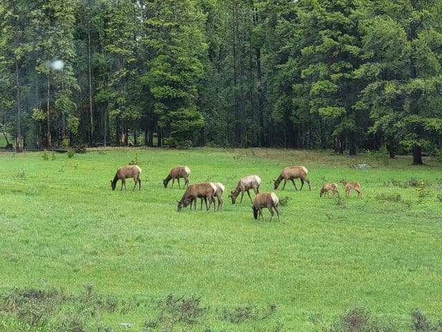 Yellowstone Northern Range Safari Tour from Cody