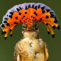 Amazonian royal flycatcher