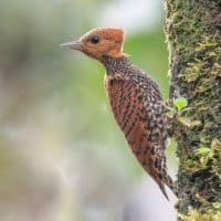 Cinnamon woodpecker