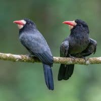 White-fronted nunbird