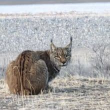 Lynx