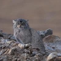 Pallas's cat