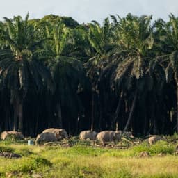 Pygmy elephant