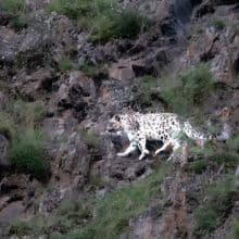 Snow Leopard